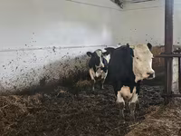 Koe, Russian Black pied cattle — foto 2