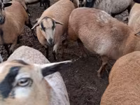 羊（ロット、性別未指定）, Cameroon sheep — 写真 2