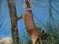 Caprone, Nubian Goat — foto 2