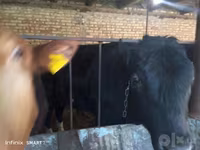 Букачар, Сиырлар — сүрөт 7