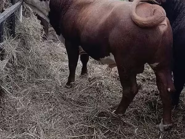 Bou, Vaca kazahă cu cap alb