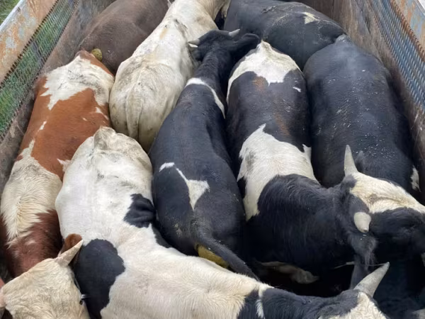 Toro, Ganado vacuno