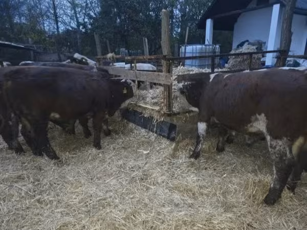 Bulle, Simmental cattle