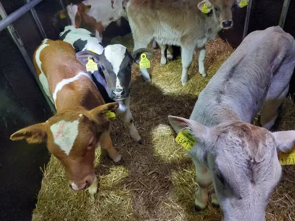 Bull, Simmental cattle