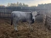 Lembu jantan, Hungarian Grey breed — foto 2