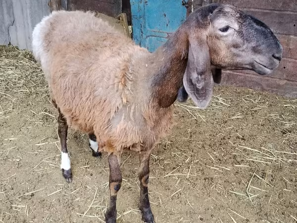 میش, Arashan sheep