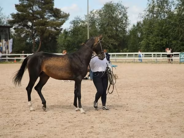 수말, Akhal-Teke