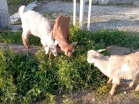 Cabra, Cabras — foto 8
