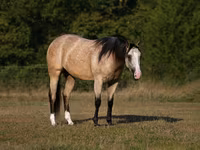 Mare, Quarter Horse — photo 2