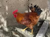 Chickens — 写真 3