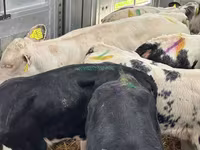 গবাদি পশু (দল, লিঙ্গ উল্লেখ নেই), Simmental cattle — ছবি 2