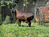 Qoç, Qoyunlar — foto 2