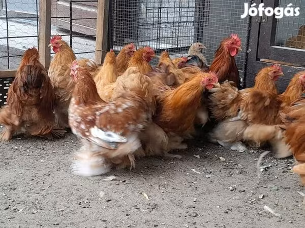 Pekin-Zwerg