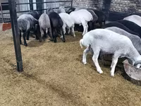 Kambing jantan, Sheep — foto 5