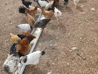 Chickens — zdjęcie 1
