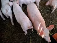 Verro, Cerdos — foto 4