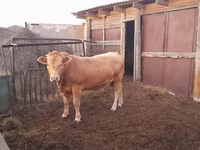 Lembu jantan, Auliyeatinskaya breed — foto 2