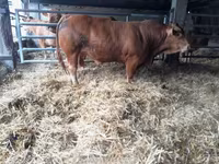 Stier, Limousin koe — foto 6
