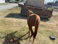 Жребец, Chilean horse — снимка 3