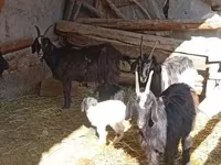 Ri’ dhaddig, Goats — sawirka 3