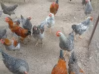 Chickens — عکس 2