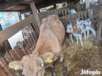 Lembu betina, Simmental cattle — foto 3