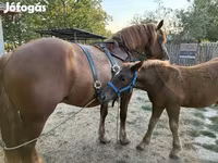 Kuda jantan, Hungarian horse breed — foto 5