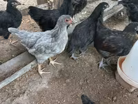 Australorp — foto 4