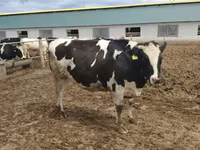 ძროხა, Russian Black pied cattle — ფოტო 5