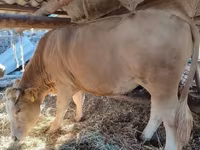 Ng'ombe jike, Simmental cattle — picha 1