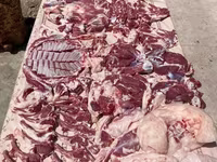 公羊, Blackheaded Persian sheep — 照片 6