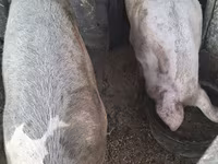ወንድ አሣማ, Pigs — ፎቶ 2