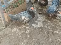 Ducks — تصویر 7