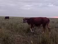 ላም, Latvian Blue cattle — ፎቶ 7