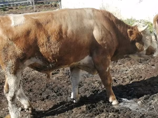 Cow, Montbéliarde