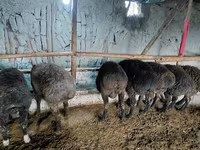 Beran, Hissar sheep — foto 2