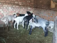 Cừu đực, Hissar sheep — ảnh 4