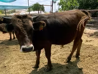 Lembu jantan, Cattle — foto 1