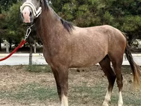 اسب نر, Arabian horse — عکس 3