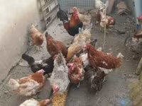 Chickens — լուսանկար 4
