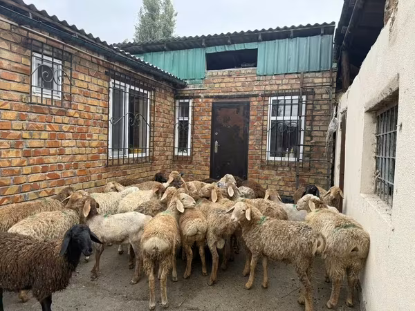 แกะตัวผู้, Rhon sheep