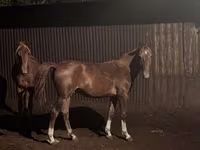 Pastuv, Kazakh horse — fotografija 1