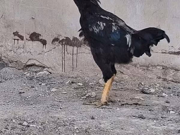 Chickens