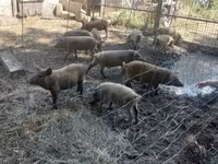Schweine (Partie, Geschlecht nicht angegeben), Мангалица — Foto 1