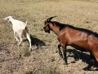 بکرا, Nubian Goat — تصویر 1