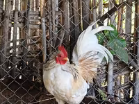 Chickens — 사진 1