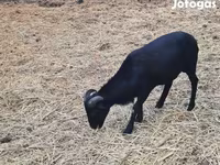 قوچ, Cameroon sheep — عکس 3