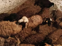 ஆண் ஆடு, ஆடுகள் — புகைப்படம் 2