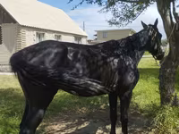 Hengst, Pferde — Foto 3
