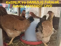 Chickens — fotografija 1